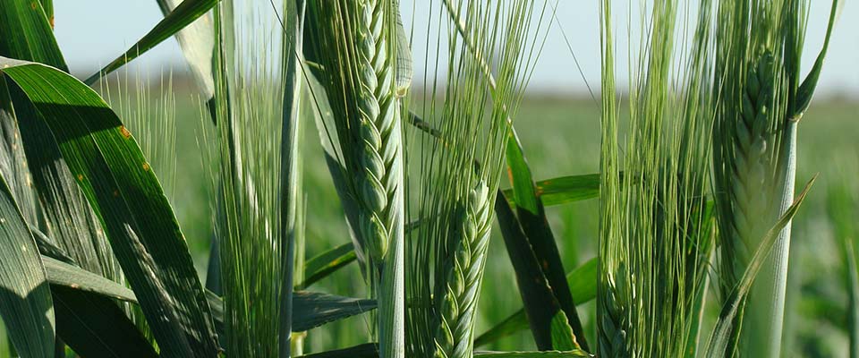 Espiga de trigo verde, protegido por el fondo de aseguramiento